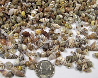 Extra tiny Variety Shell Mix 1 tbls=250+ shells (1/8"-1/2")micro mini all natural assorted craft shells,ornaments,beach decor, vase filler