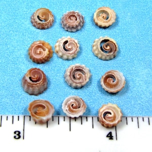 Extra Tiny Sliced Seashells (12) 1/4" vintage mini sailor's valentines, jewelry
