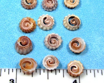 Extra Tiny Sliced Seashells (12) 1/4" vintage mini sailor's valentines, jewelry