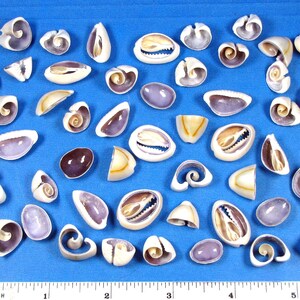 Cut ring top cowrie seashells 50 assorted (3/4"-1") sailor's valentines, jewelry, crafts