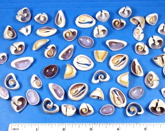 Cut ring top cowrie seashells 50 assorted (3/4"-1") sailor's valentines, jewelry, crafts