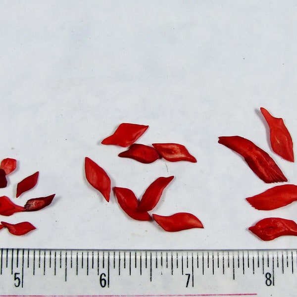 Red dyed gar scales-hand selected (3 sizes 1/4" -1") poinsettias,sailors valentines, shell flowers, borders, shell designs, jewelry,mosaics