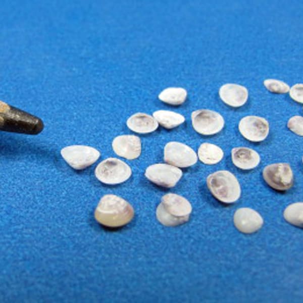 Micro mini false quahog clam shells- 1/16"-1/8" (100) white w/purple- sailors valentines, extra tiny seashells for nautical art- jewelry