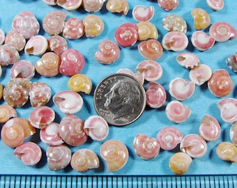 Tiny Light Unboniums 1/4"-3/8" (50+) button shells, hand selected- sailors valentines, jewelry