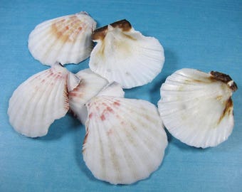 White pecten vexcillium scallop seashells (chipped) (8) 1 1/4"-2 1/2" clam shells