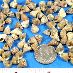 Top Shells (200+) coquillages de troca 1/4", coquillages d'escargots naturels