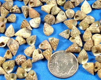 Top Shells (200+) 1/4" trochus seashells, natural snail shells