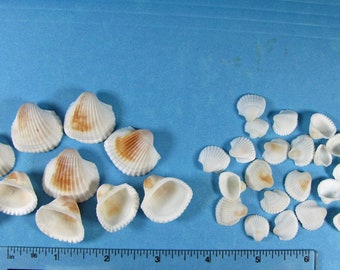 Tiny White Granosa Clam Shells –2 sizes- Beach Decor, Shell Craft