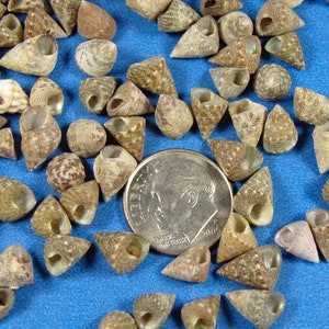 Top Shells (abt.200) 1/4&quot; trochus seashells, natural snail shells, sailors valentines, jewelry, fillers, beach craft, shell art, kids crafts
