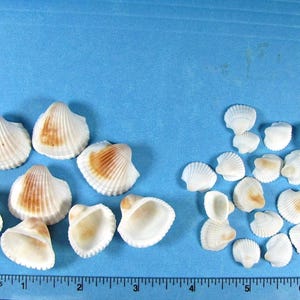 May include: A collection of white and tan ribbed seashells arranged in two groups, with a ruler showing a scale of 6 inches at the bottom. The shells vary in size, featuring curved edges and textured surfaces with brown color gradients.