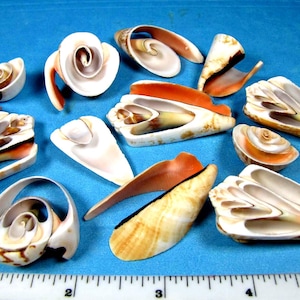 Multi Cut Strawberry Strombus Shells-(12) hand selected, 1"-2" nautical art supplies