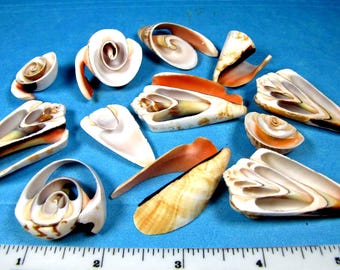 Multi Cut Strawberry Strombus Shells-(12) hand selected, 1"-2" nautical art supplies