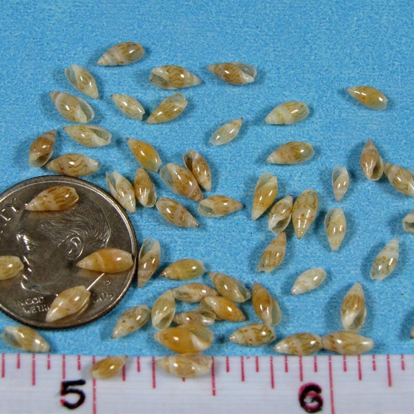 Tiny Micro Off-white to wheat Rice Shells  1/8"-1/4" (60+) sailors valentines, jewelry, shell flowers & art, designs, borders, embellishment