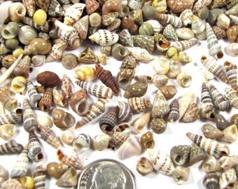 Extra Tiny all natural Variety Seashell Mix-1 tbls=200+(1/8"-1/2") -micro mini craft shells