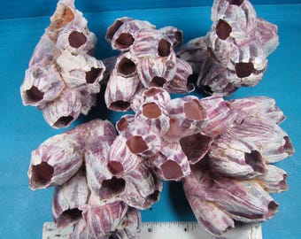 Purple Barnacle Cluster (Choice) 3"-4" Beach decor, natural coloring, shell art, seashell art