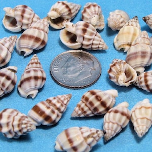 May include: A collection of small seashells with brown and white striped patterns, scattered on a blue surface. A U.S. dime is included for size reference. The shells vary in shape, with some having a spiral form and others more open.