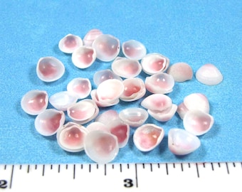 Tiny apple blossom seashells (50+) 1/4"-7/16" natural pink/white craft shell, hand selected