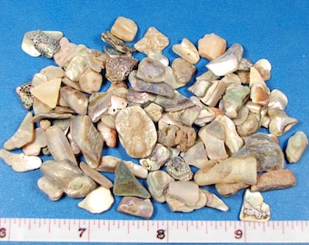 Polished Abalone Chips  1/4" - 3/4" (1 oz.-100 pieces)