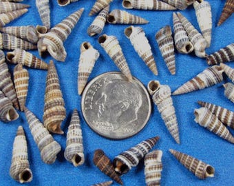 Striped Cerinth (Rhinoclavis) Seashells (1/4 cup) tiny augers, shell art, crafts