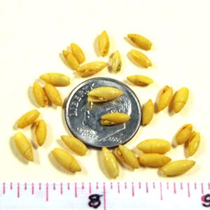 Vintage Dyed Yellow Rice Shells, Mini Seashells, Jewelry Supplies (50+)