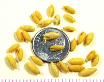 Vintage Dyed Yellow Rice Shells, Mini Seashells, Jewelry Supplies (50+)