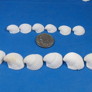 May include: A collection of 12 white seashells arranged in two rows on a blue background. A silver US coin is placed between the rows of shells.
