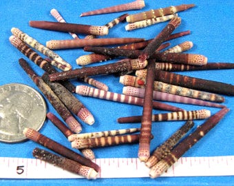 Tiger Urchin spines 1"- 2" (12) Shell art, beach decor, jewelry, crafts