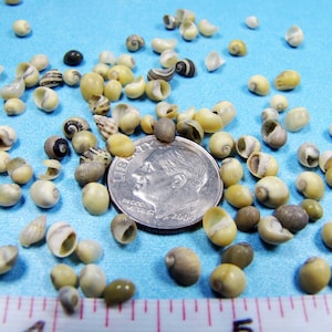 Tiny yellow-green snail littorina shells (1/8&quot;-1/4&quot;) 2 sizes-choice, mongo seashells, crafts, fillers, dollhouse supply, sailor&#39;s valentine