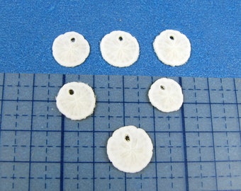 Extra Tiny Florida Sand Dollars (6), 1/4-3/8"Mini Shells, crafts, jewelry, art