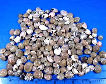 Natural Umbonium (button) seashells 1/2 cup (3/8"-1/2")  crafts,fillers, aquariums