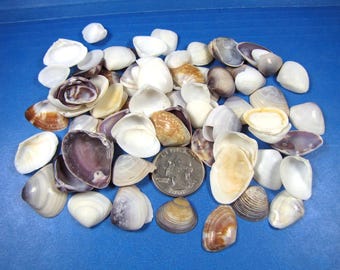 Mixed Clam Shells – 1/2 cup Purple, White, Crafts,Beach Decor, Vase Fillers, Aquarium