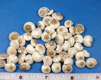 Tiny White Umbonium (button) seashells (1/2"-5/8") 2x3 bag