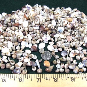 May include: A large collection of small, assorted seashells in shades of white, tan, brown, and grey, displayed next to a silver coin and a wooden ruler showing measurements in inches to provide a clear sense of the small scale of the shells.