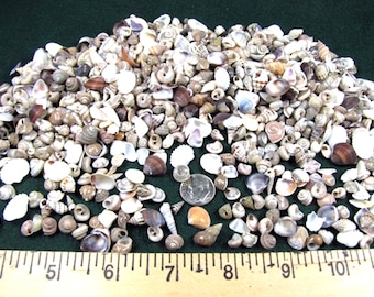 Tiny Shell Mix, Craft Seashells, Beach Decor, Aquarium Shells, no dyed,1/4"-3/4"