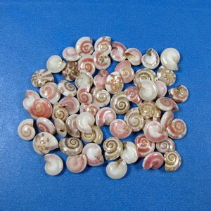 May include: A collection of small, spiraled seashells featuring various shades of pink, brown, and white. Each shell displays a distinct coiled pattern with a smooth, polished texture, arranged in a loose cluster on a solid blue surface.