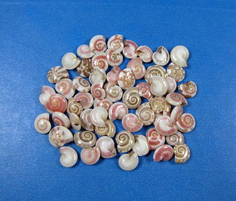 May include: A collection of small, spiraled seashells featuring various shades of pink, brown, and white. Each shell displays a distinct coiled pattern with a smooth, polished texture, arranged in a loose cluster on a solid blue surface.