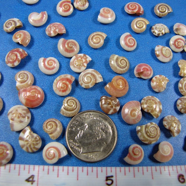 Mini Patterned Umboniums 1/4"-3/8" (40+) button shells, hand selected- sailors valentines, jewelry, shell flowers, shell art,embellishments