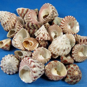 Red Stripe Trocus (8) 5/8&quot;- 1&quot;  Washed, hand selected. Assorted sizes-seashell crafts, shell art, ornaments wind chimes, filler, beach decor