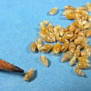 Tiny Rice Shells, Off-White to Wheat, Mini Seashells (60+)  1/8"-1/4" sailors valentines, jewelry