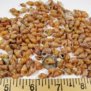 May include: A collection of small, brown seashells with a white background. A ruler is included for scale, showing the shells are approximately 1 inch in length.