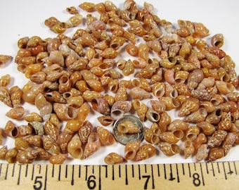 Philippine Melissa seashells 1/4" cup = 200 shells- washed, sorted