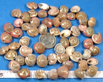 Vintage Drilled Pink Umbonium Button Seashells  1/4 cup