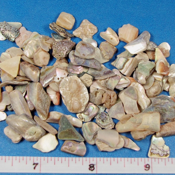 Polished Abalone Chips  1/4" - 3/4" (1 oz.- abt. 100 pieces) seashell art, jewelry, inlay, sailors valentines, beach decor, crafts, mosaics