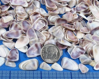 Tiny Coquina, Purple & White Seashells–crafts, jewelry, sailors valentines, beach (300+)