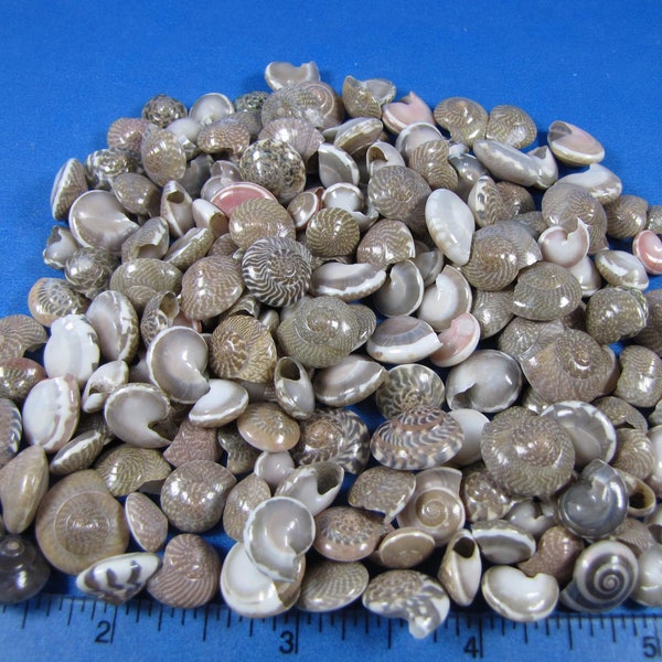 Natural Umbonium (button) seashells (3/8"-1/2") (2"x3"bag-abt.90) craft shells, sailor's valentines, jewelry, shell art,  fillers, aquarium