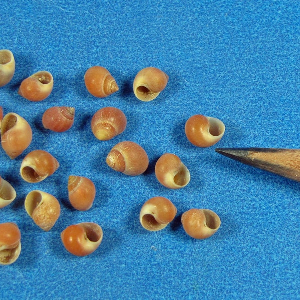 Tiny Burnt Orange snail Seashells (50) 3/16"- 1/4" Hand selected- mini orange-brown nerite snail shells-sailors valentines, shell art, craft