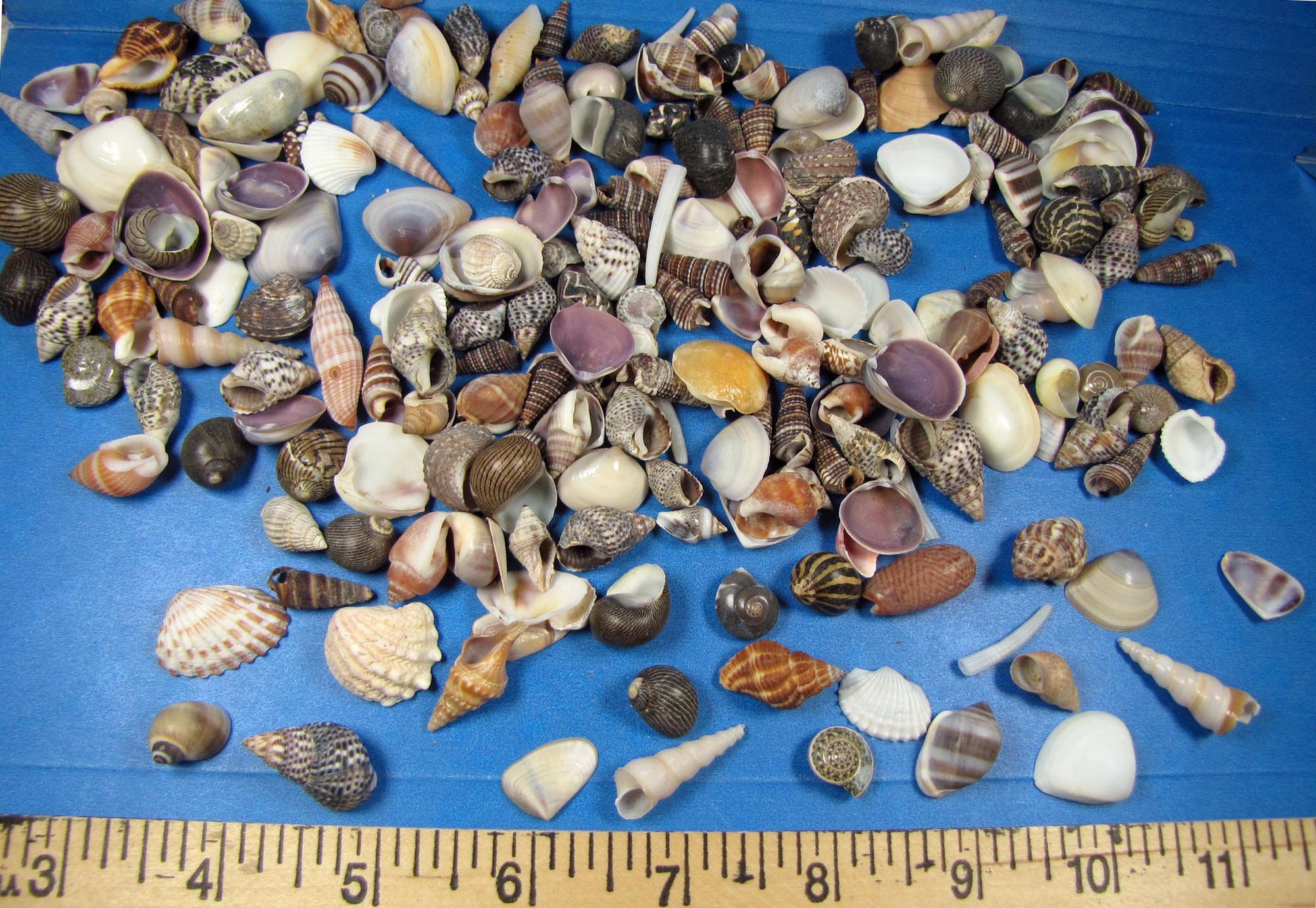 Small White Assorted Seashells for Crafts, 1/2 inch up to 2-1/2 inches