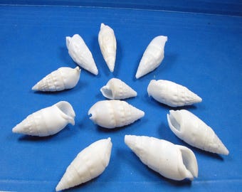 White Cerithium Vertagus Seashells -Choice 1"-2" Crafts, jewelry, beach