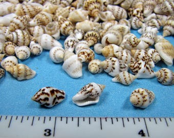Tiny Banded Dove Craft Seashells 3/8"-1/2" (1/2 cup)