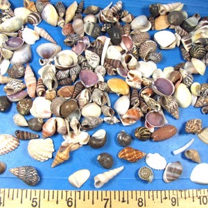 Beach Seashell Mix 1/2"-1" (1 cup=200+) all natural, crafts,  aquarium, dollhouse